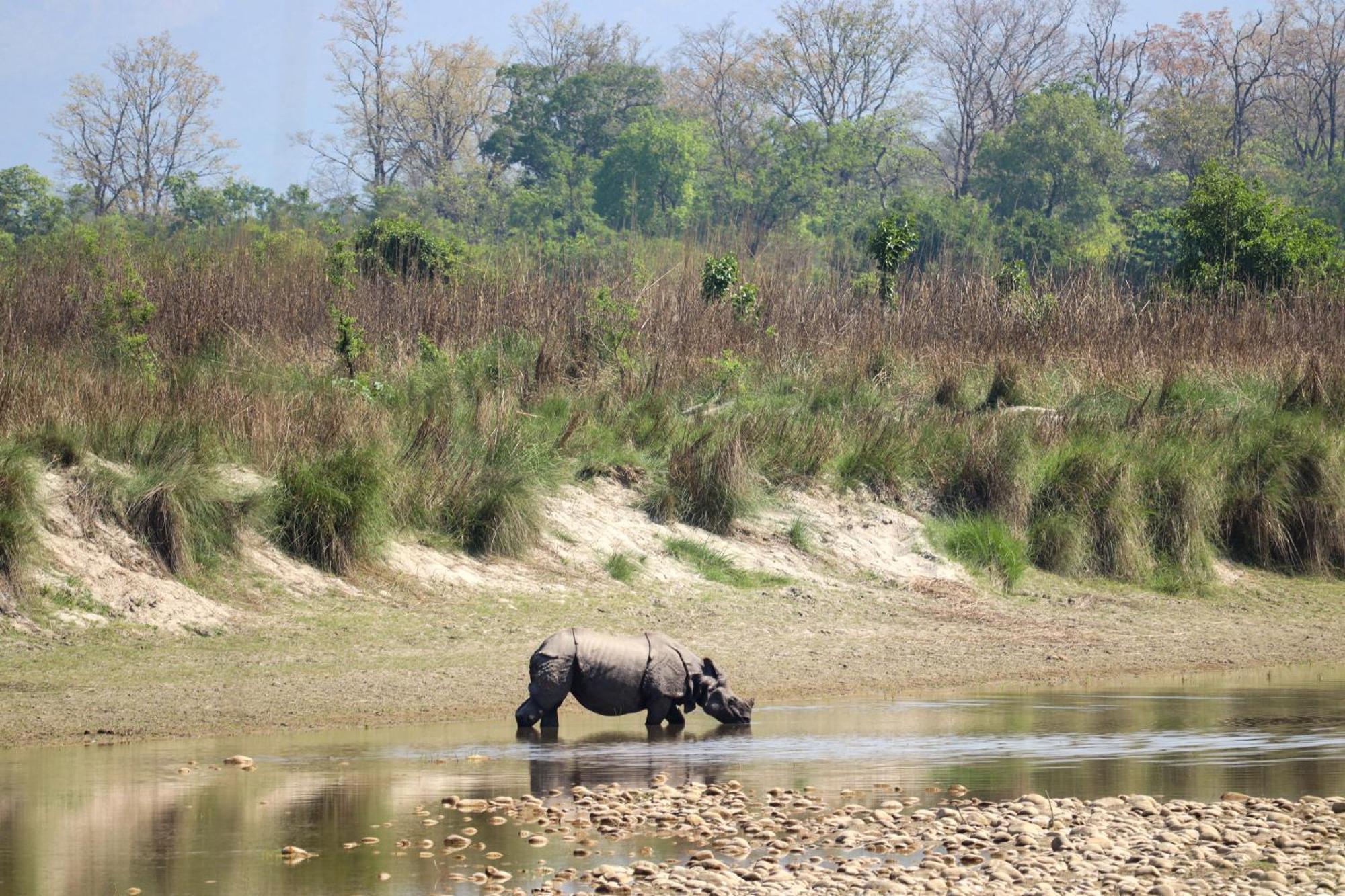 Forest Hideaway Resort Pvt Ltd Bardiya Exterior photo